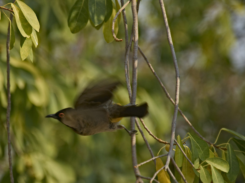 Okaukuejo, Bulbul